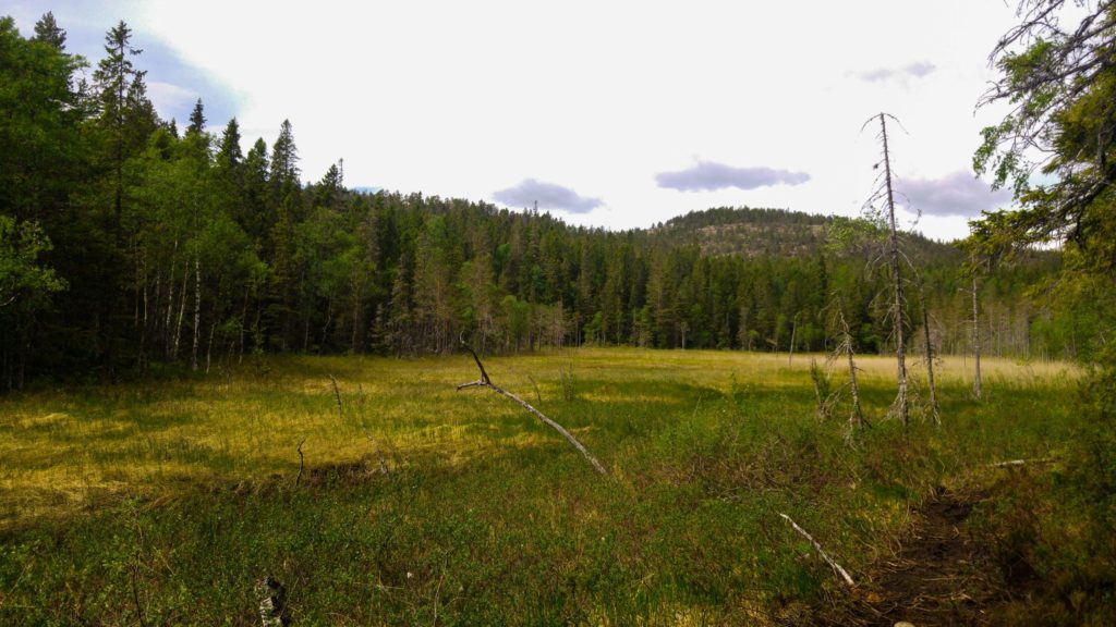 Skuleskogen National Park Sweden Grass Field Forest