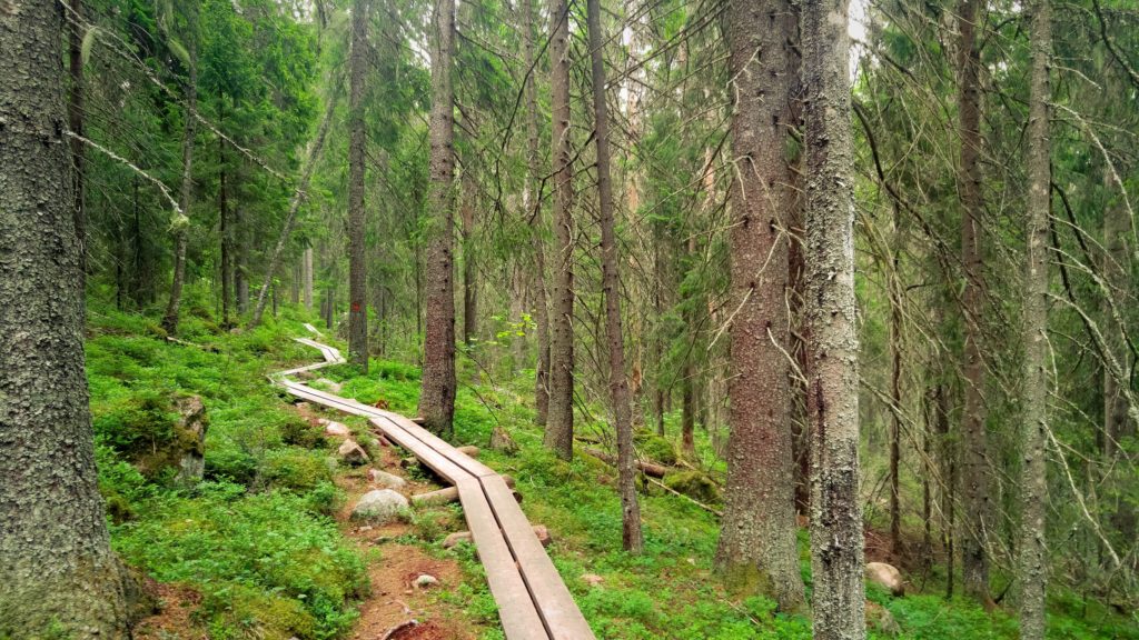 Skuleskogen National Park Sweden Spruce Forest Boardwalk