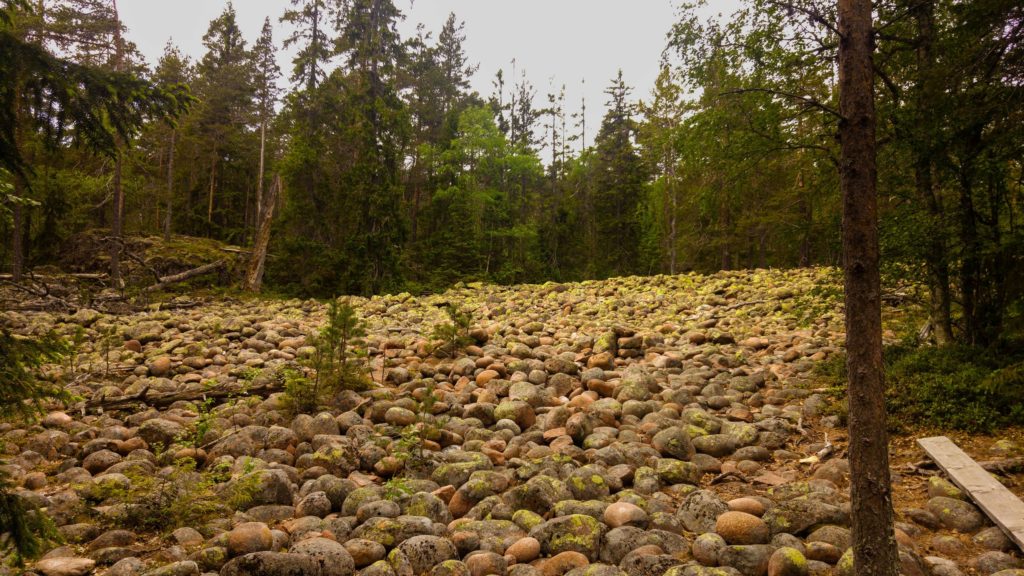 Skuleskogen National Park Sweden Stone Field Forest