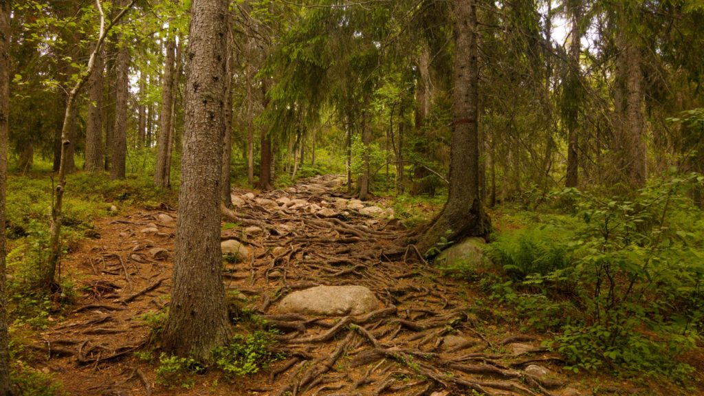 Skuleskogen National Park Sweden Forest Trees