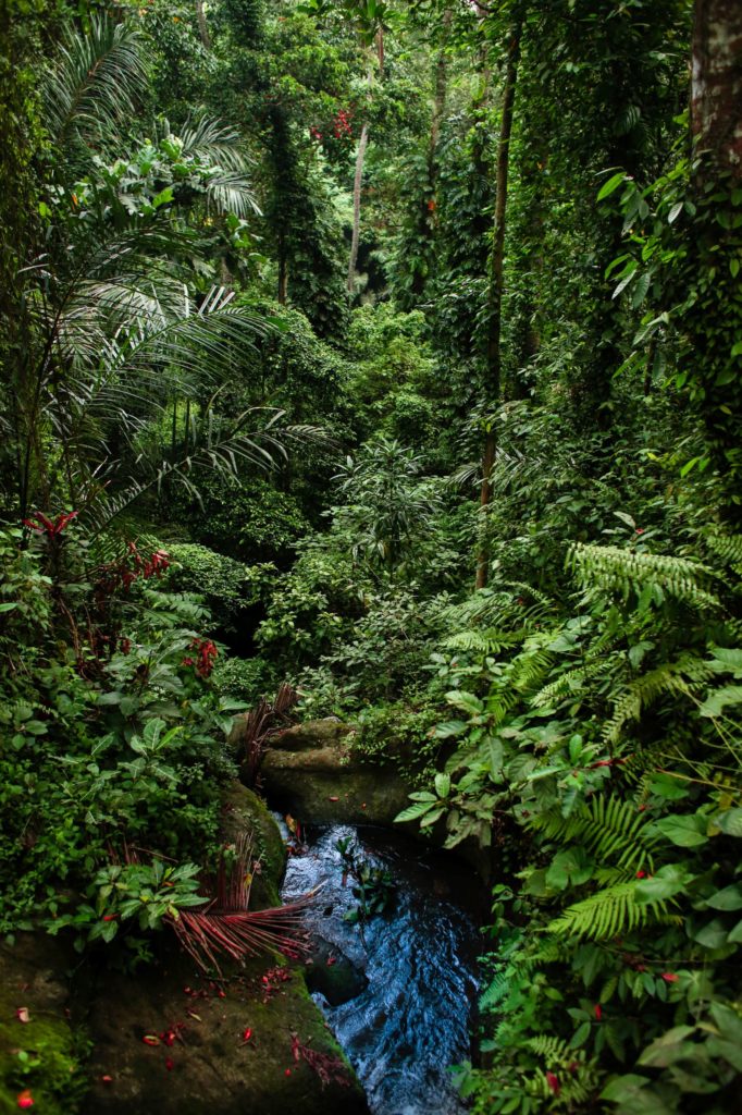 Goa Gajah Elephant Cave Bali Forest Lake and Trees In The Forest