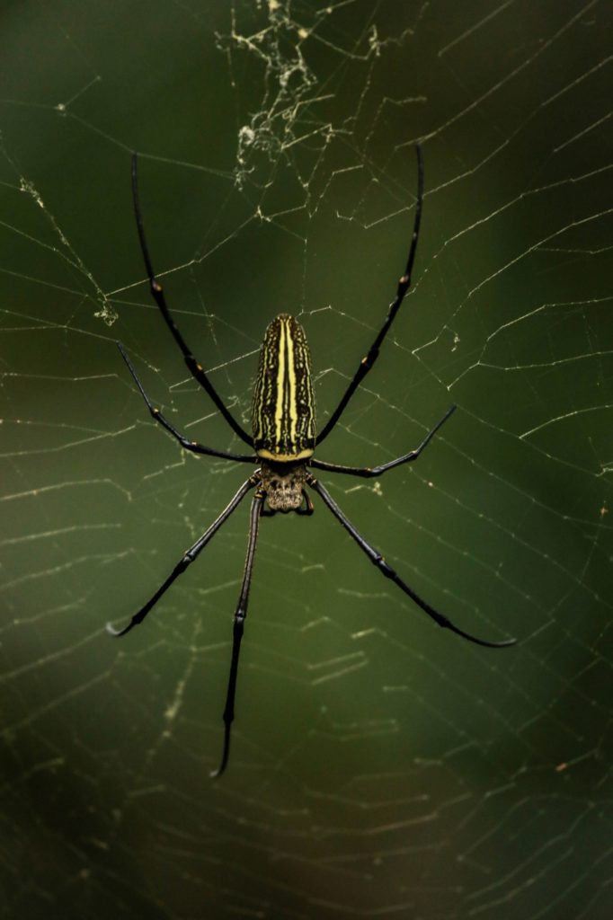 Goa Gajah Elephant Cave Bali Large Indonesian Spider With Yellow And Black Back Close Up