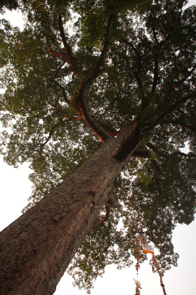 Goa Gajah Elephant Cave Bali Tall Tree and Sky