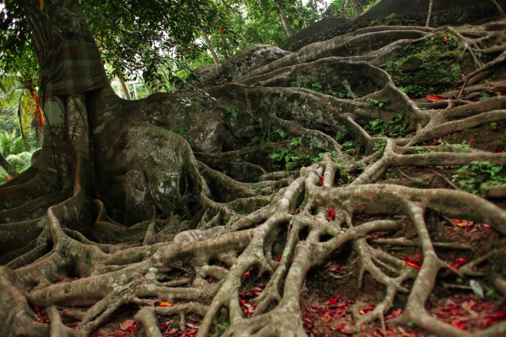Goa Gajah Elephant Cave Bali Tree Roots Across A Hill