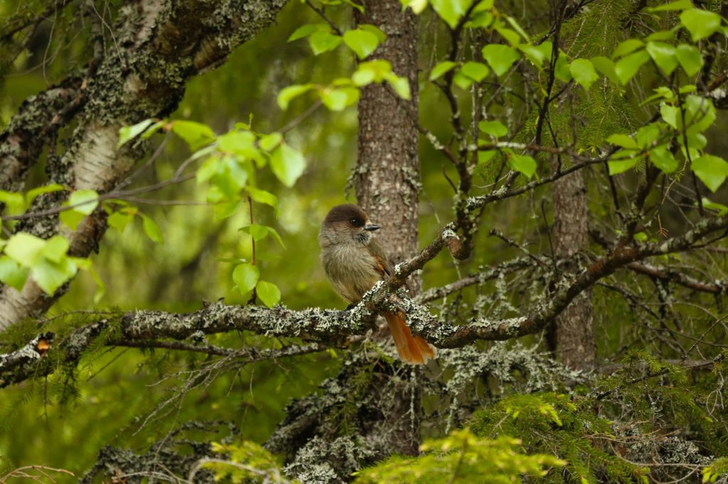 Siberian Jay in the Forest Vildmarksvägen - Sweden's Wilderness Route