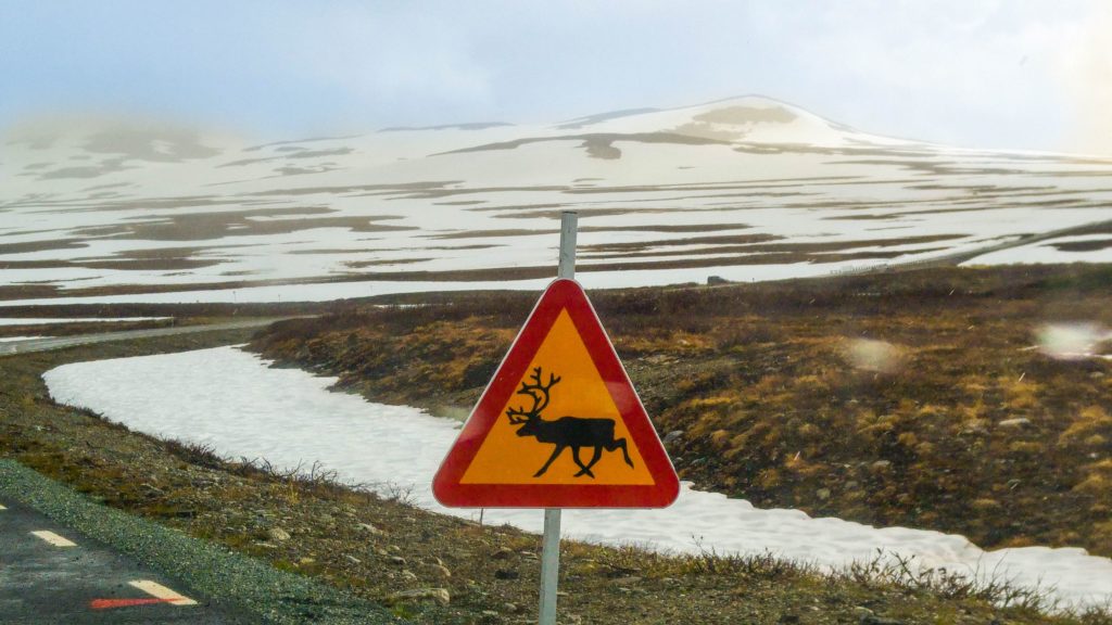 Stekenjokk Vildmarksvägen Moose Crossing - Sweden's Wilderness Route