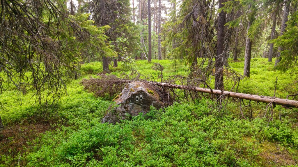 Vilhelmina Enchanted Forest Stone Eyes Lapland Sweden