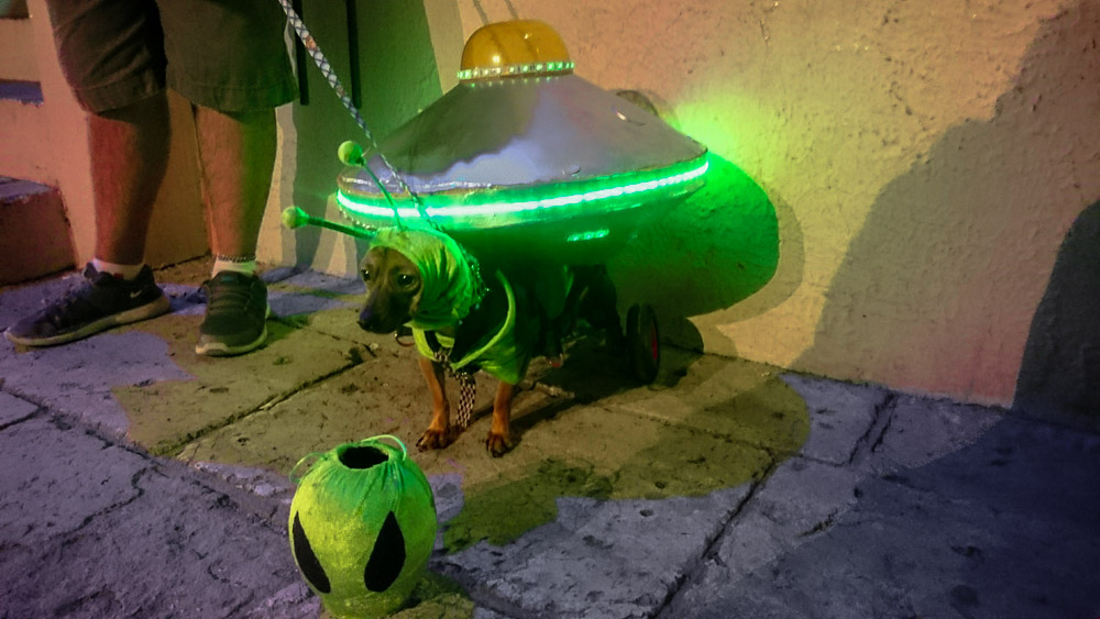 Dog costume for Dias de los Muertos