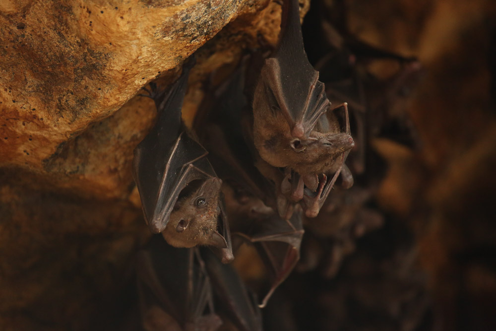 Bali Bat Cave Pura Goa Lawah tired bat