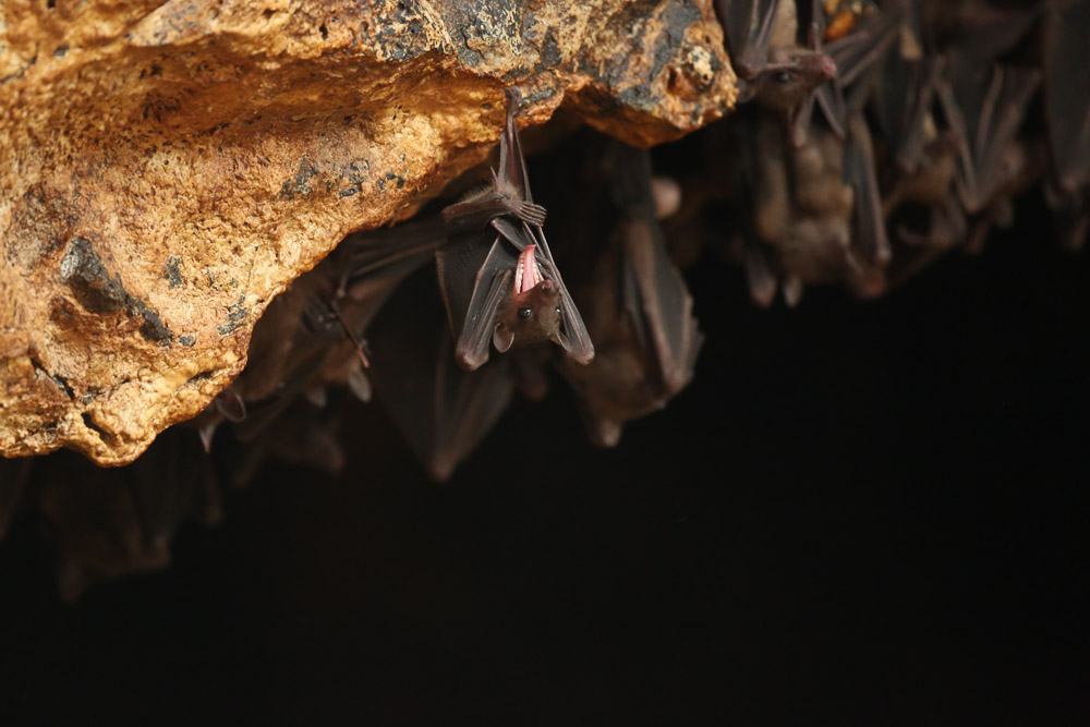 Bali Bat Cave