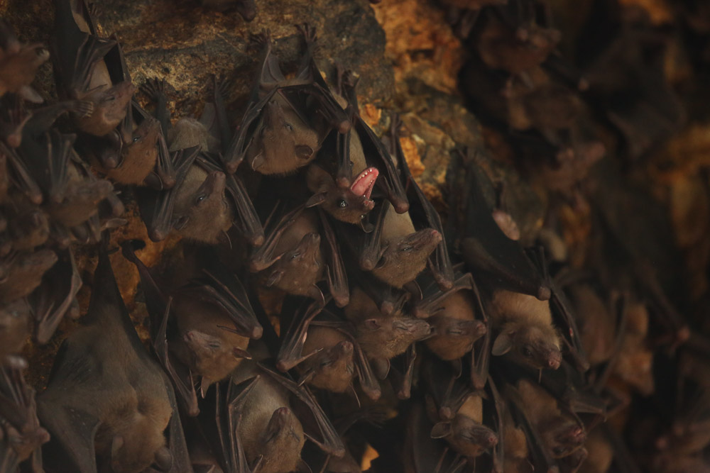 Bali Bat Cave Pura Goa Lawah