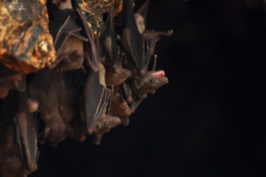 Bali Bat Cave Pura Goa Lawah laughing bat