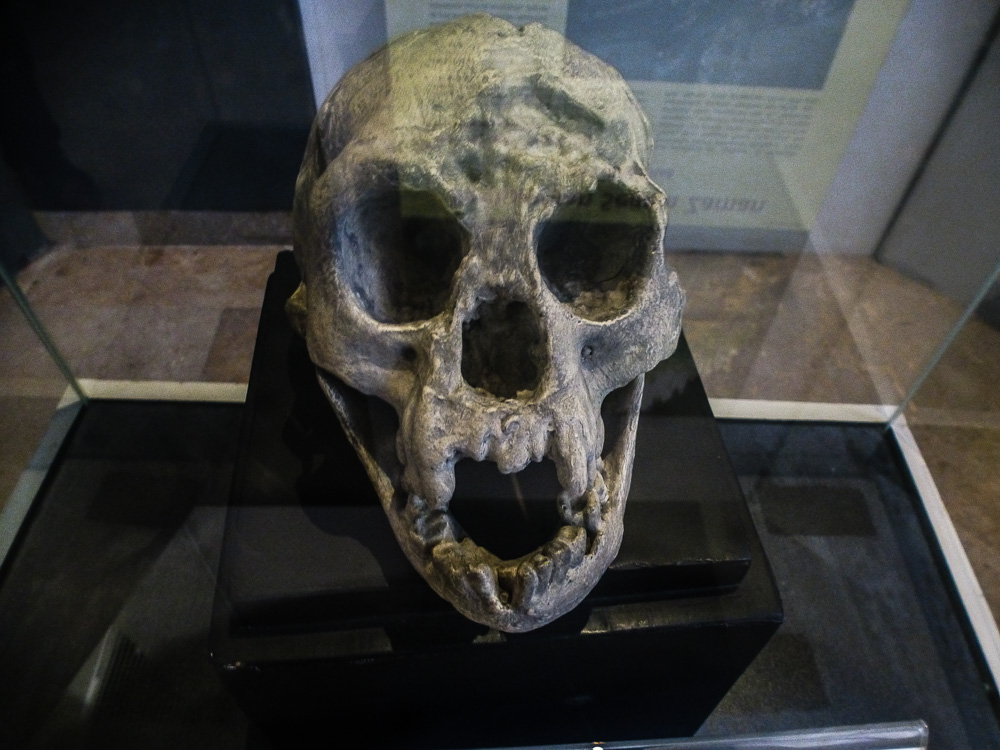 Homo Floresiensis Skull Jakarta Museum