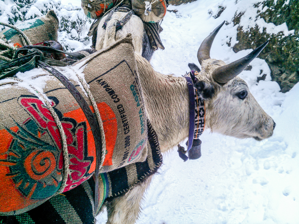 Yak carrying rice in the Himalayas