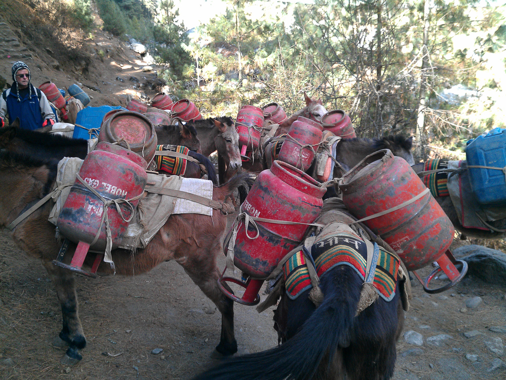 Donkeys carrying gas canisters on the Everest Base Camp Trek