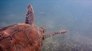 Swim with Akumal Sea Turtles in Mexico