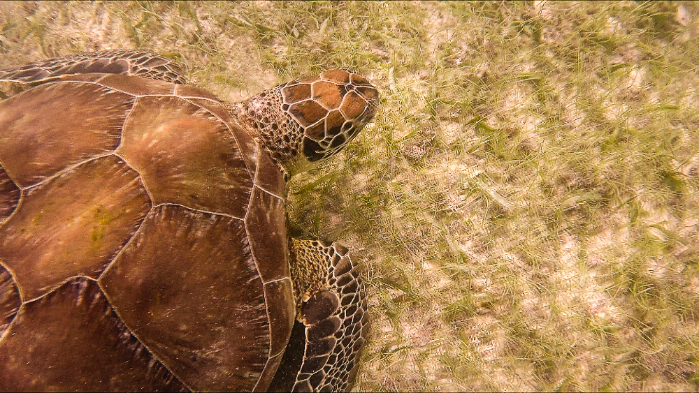 Akumal Sea Turtle Mexico