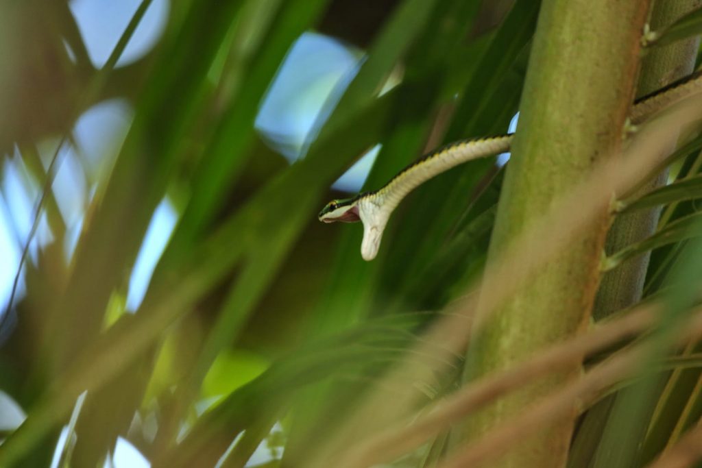 Cockscomb Wildlife Green Tree Snake