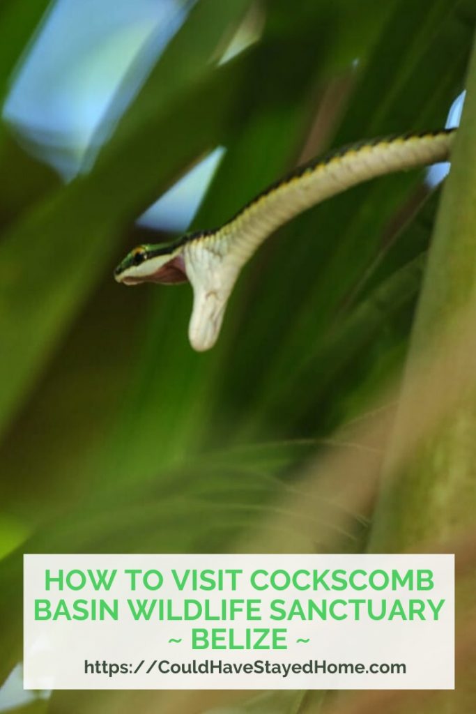 How to Visit Cockscomb Basin Wildlife Sanctuary