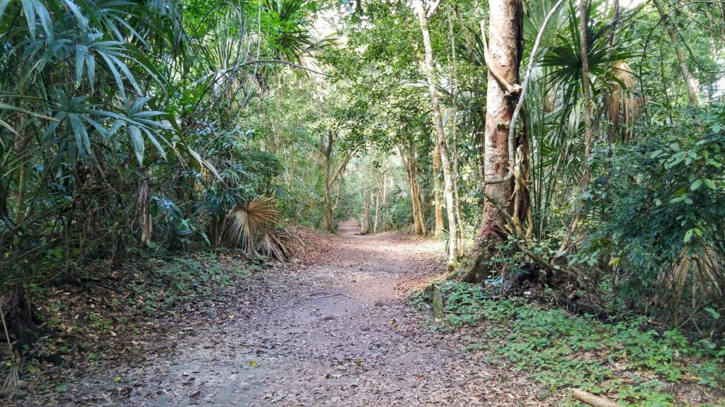 Walking path at Tikal