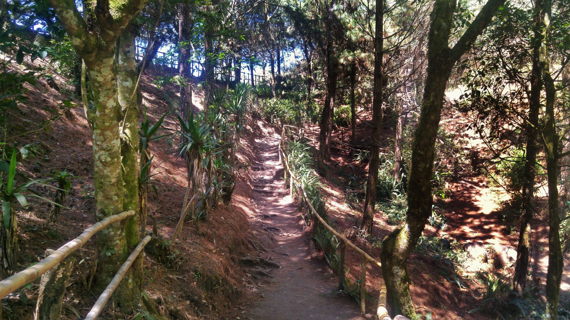 El Boqueron National Park Path
