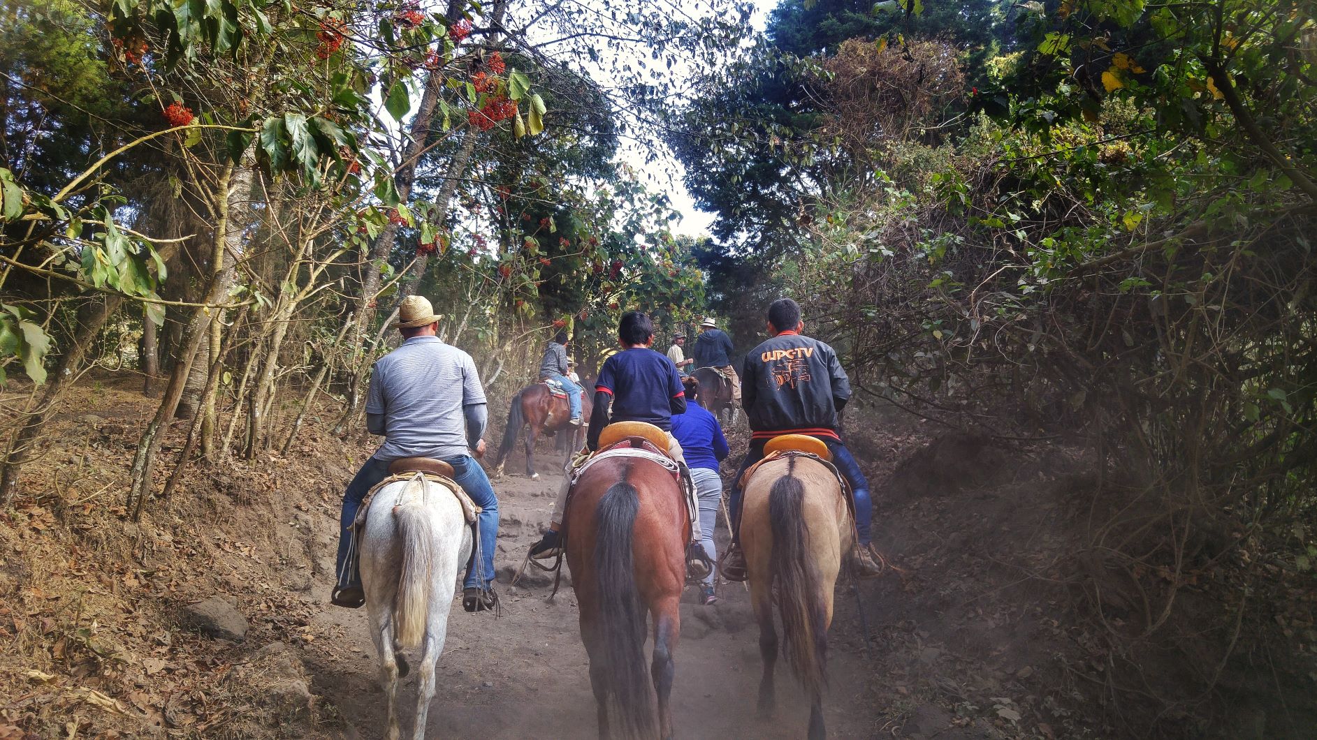 Horses trekking up a volcano