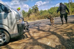 El Salvador drug sniffer dog