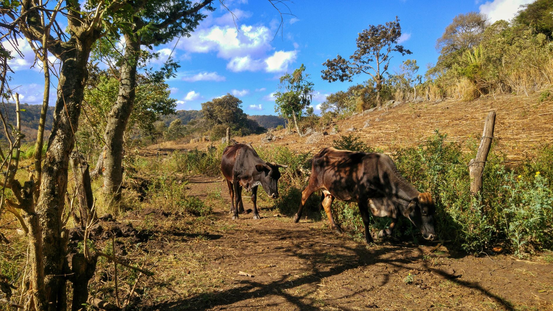 Nicaragua Cows