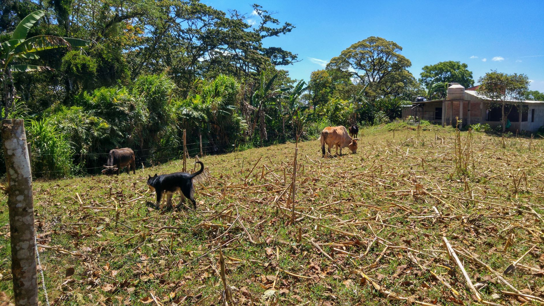 Dog and cows in Nicaragua