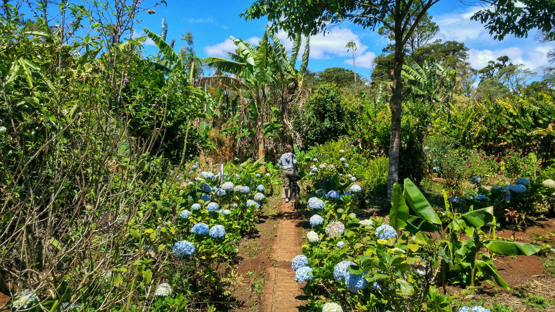 Nicaragua Flowers