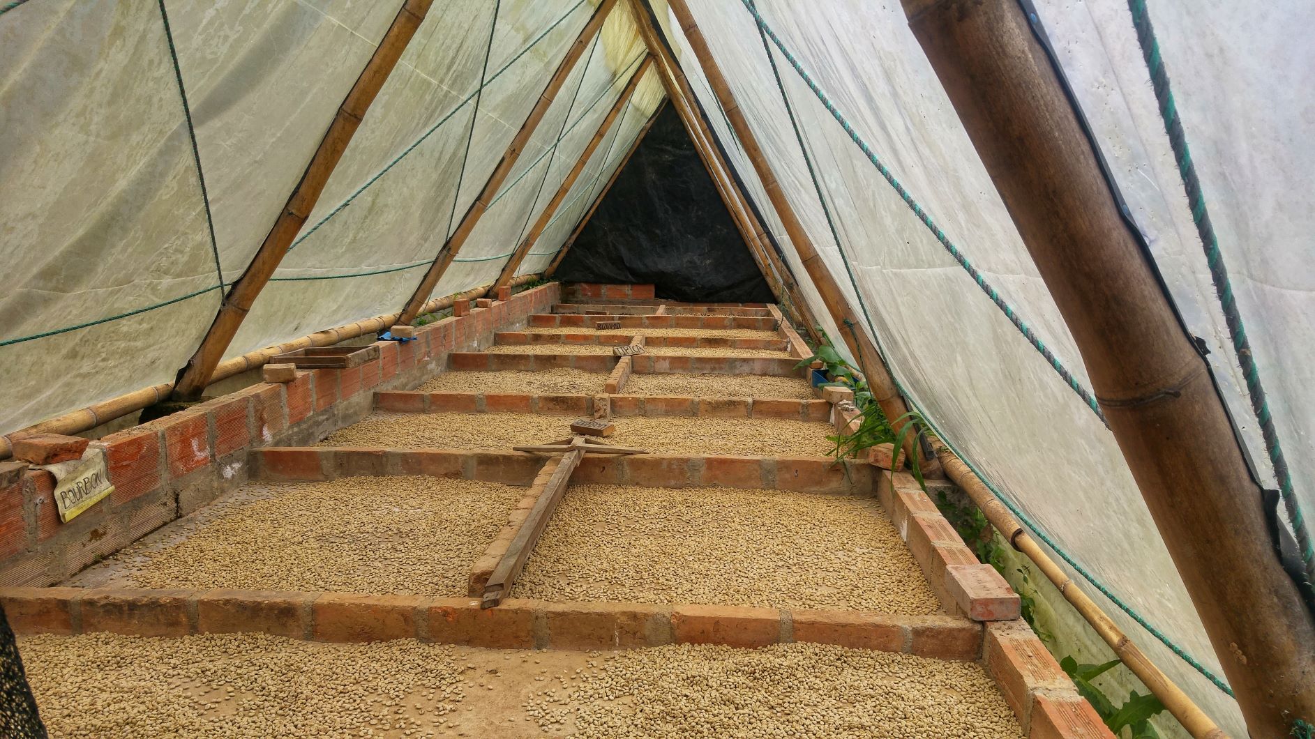 Colombian Coffee Beans Drying