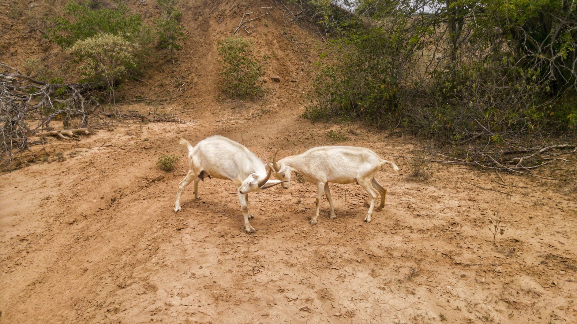 Goats Rutting in the Tatacoa Desert