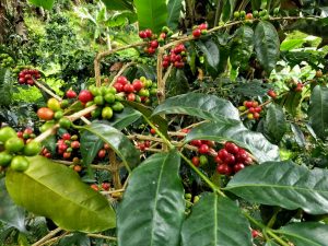 Ripe Colombian Coffee Beans