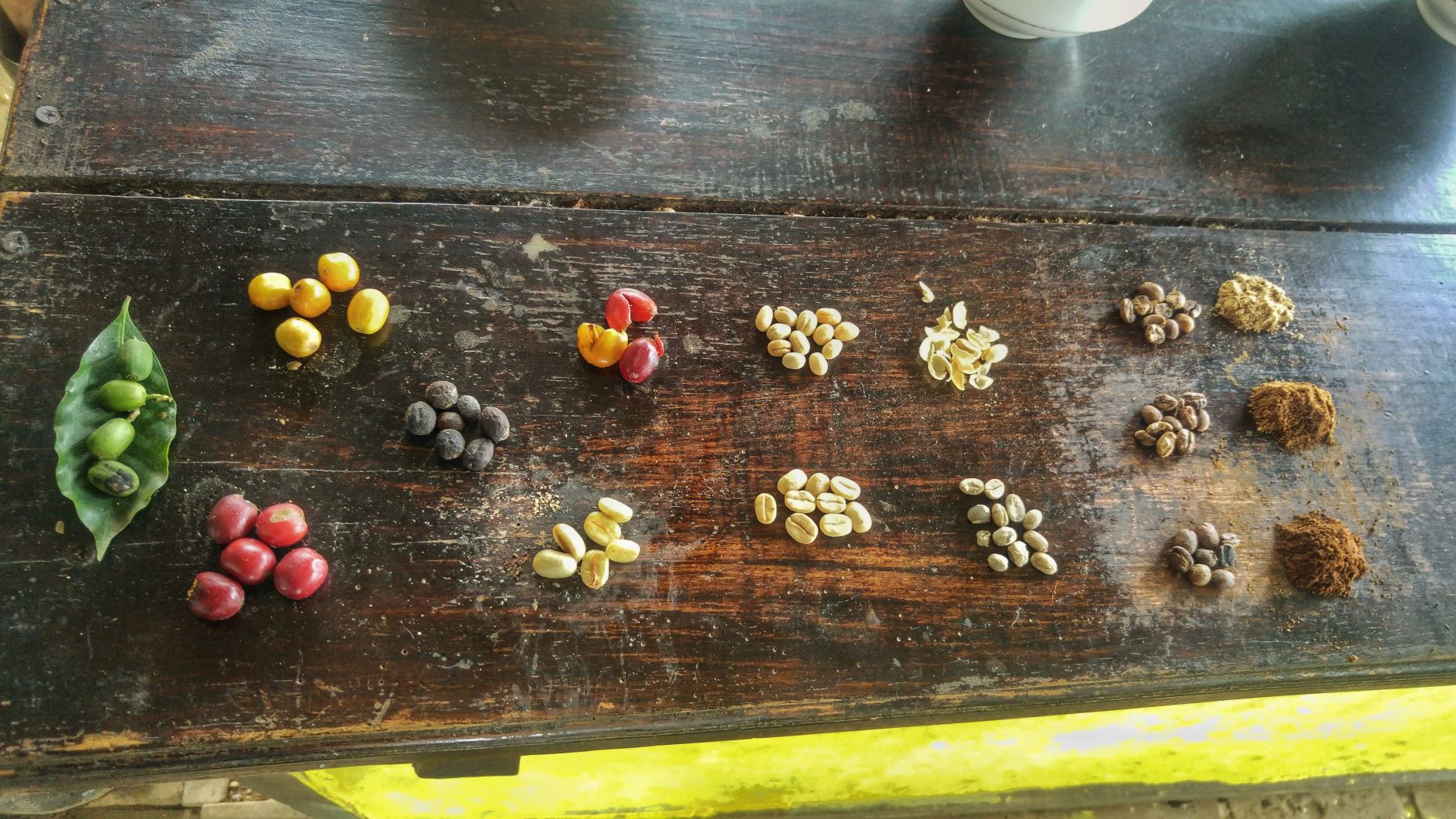 The different stages of a coffee bean