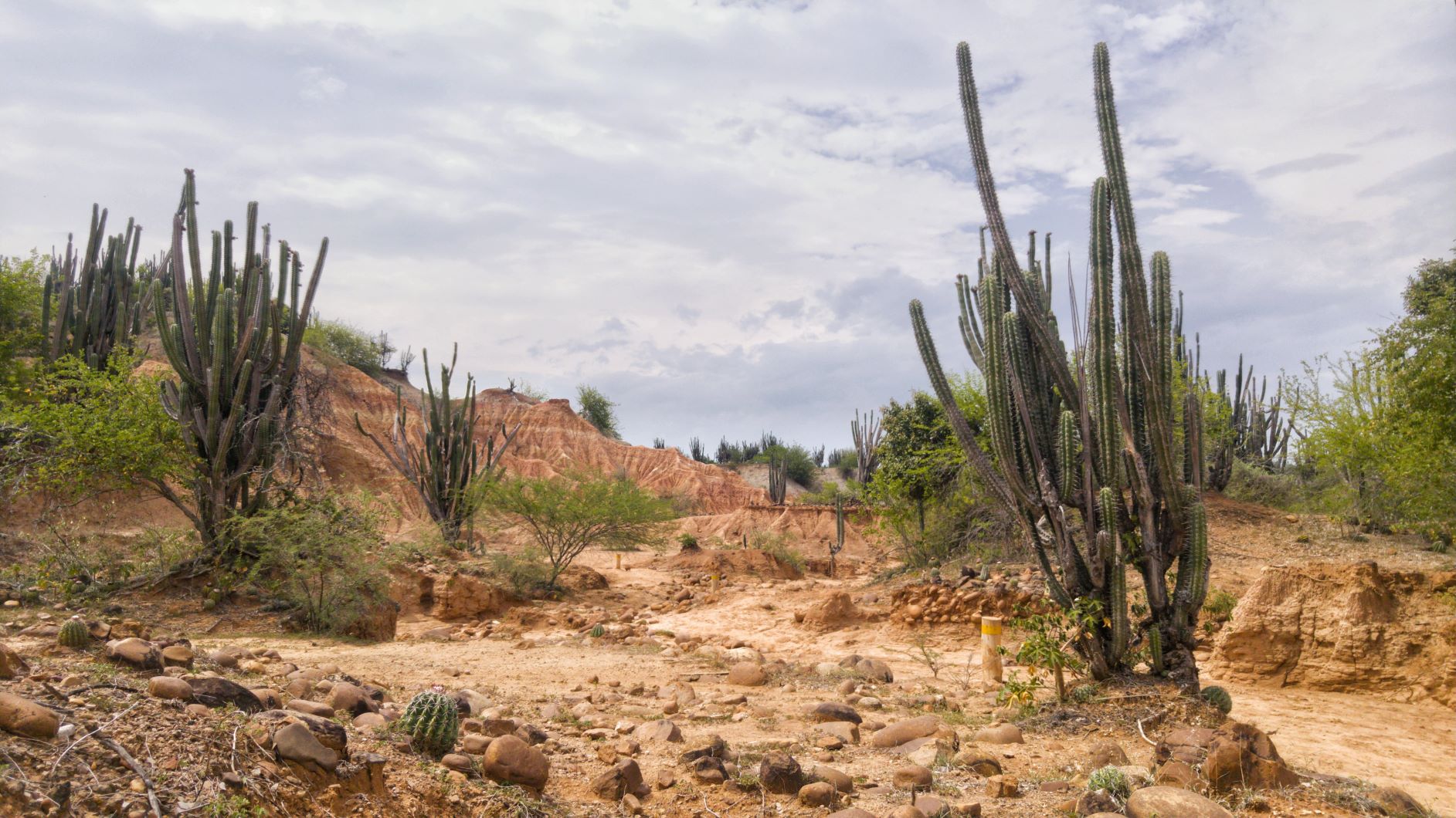 Tatacoa Desert Cactus
