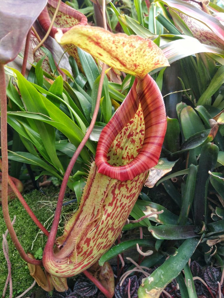 Insect eating Pitcher Plant