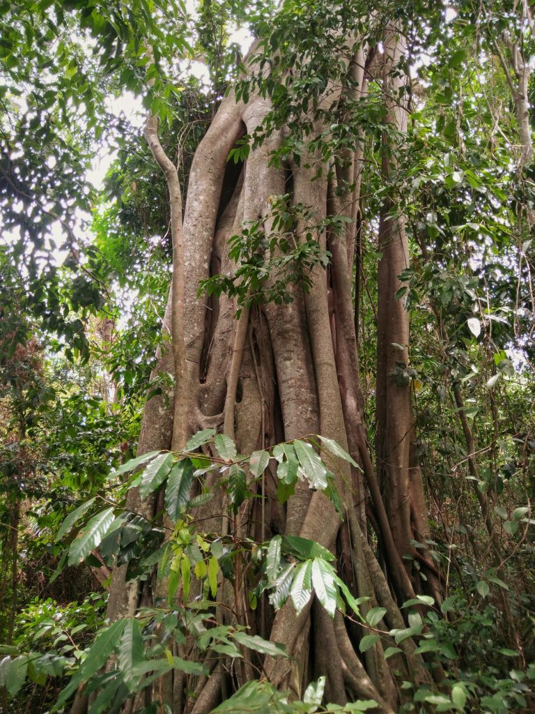 Large Borneo Tree