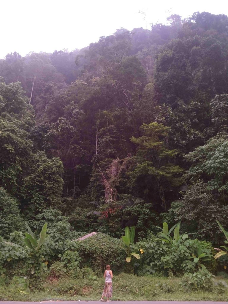 Thale Ban Forest Thailand