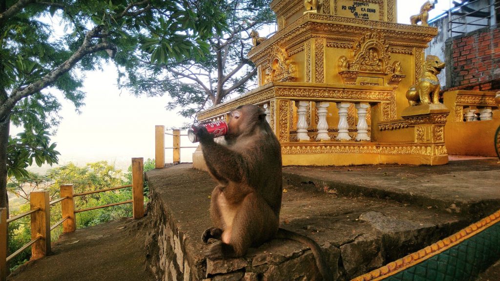 Monkey Drinking Coca Cola