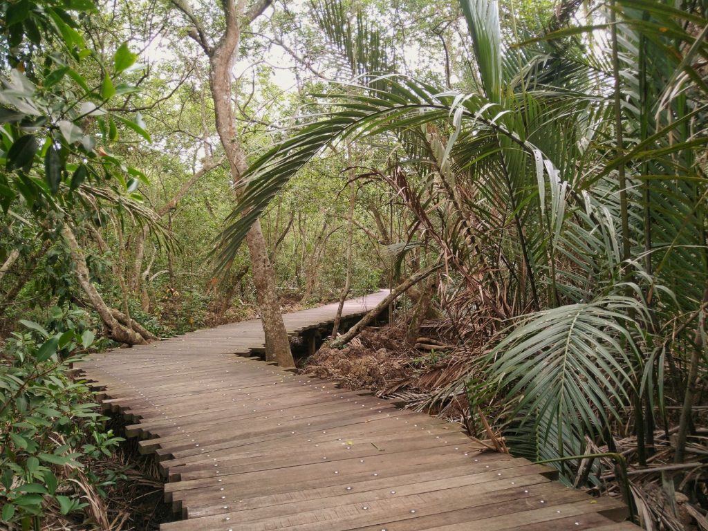 Wooden boardwalk through forest