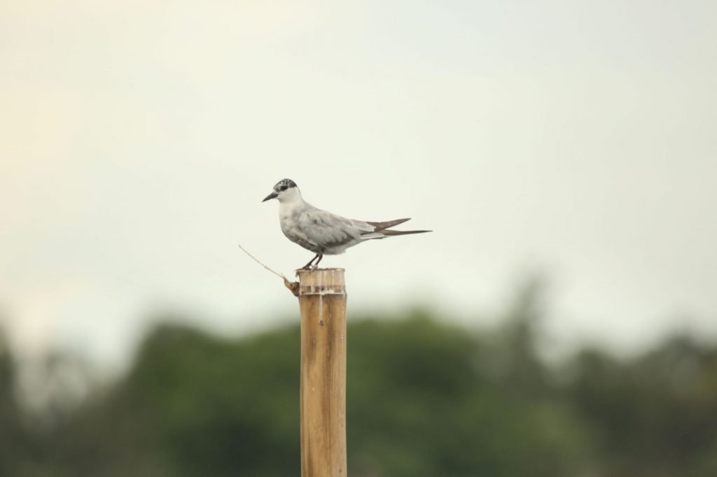 Common Tern Bird