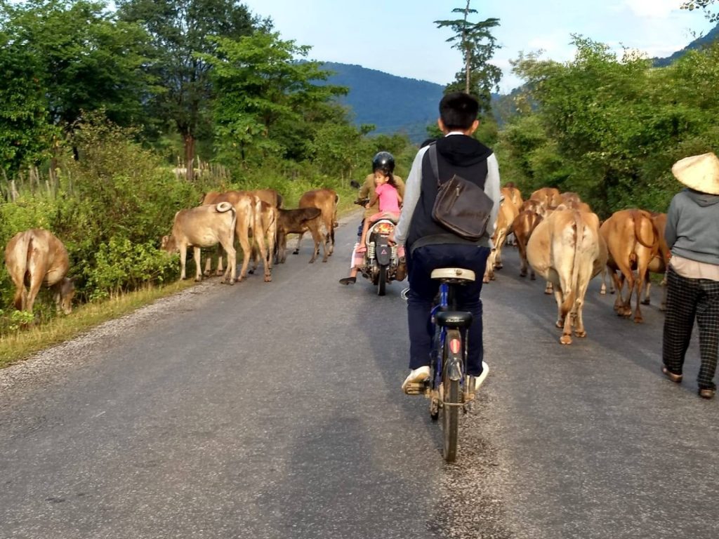 Cows on road in Laos