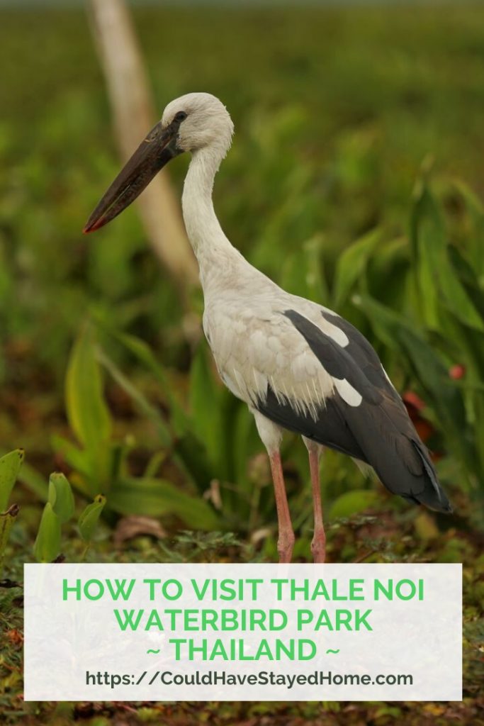 How to Visit Thal Noi Waterbird Park in Thailand