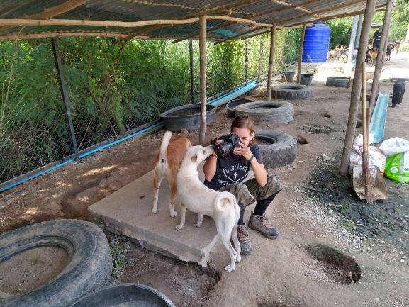 Photography at a Thai dog rescue