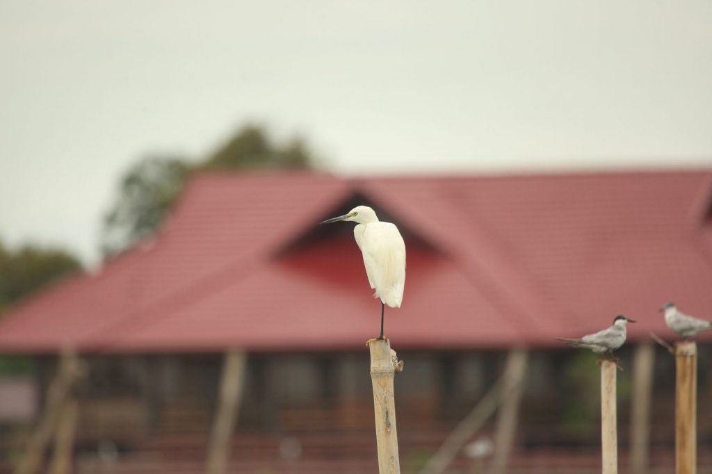 Snowy Egret Bird on Post