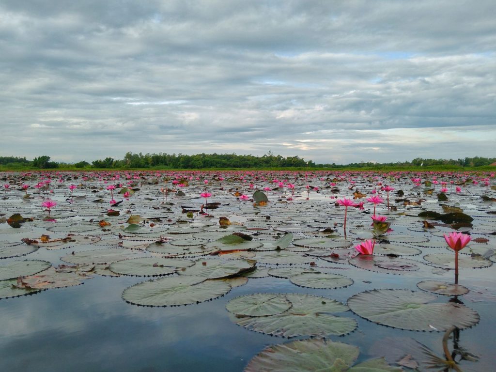 Thale Noi Lake Lotus Flowers