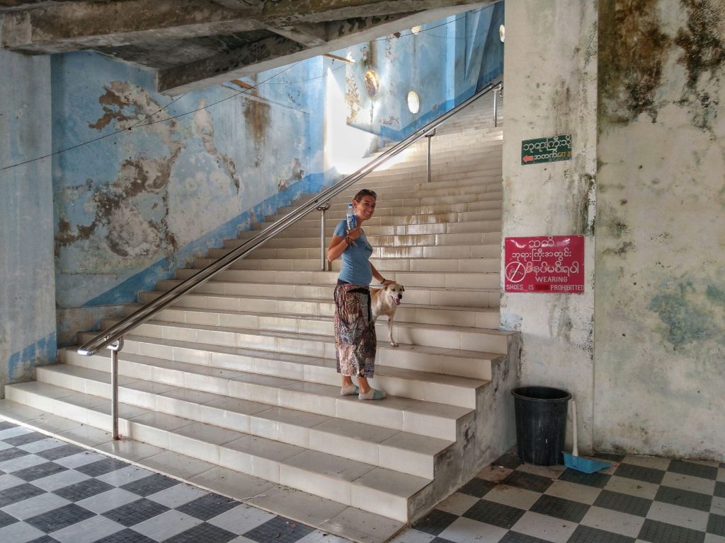 Staircase and stray dog
