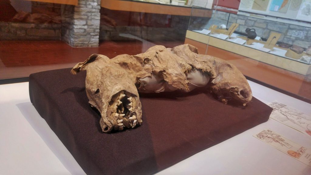 Mummified Dog in Peru