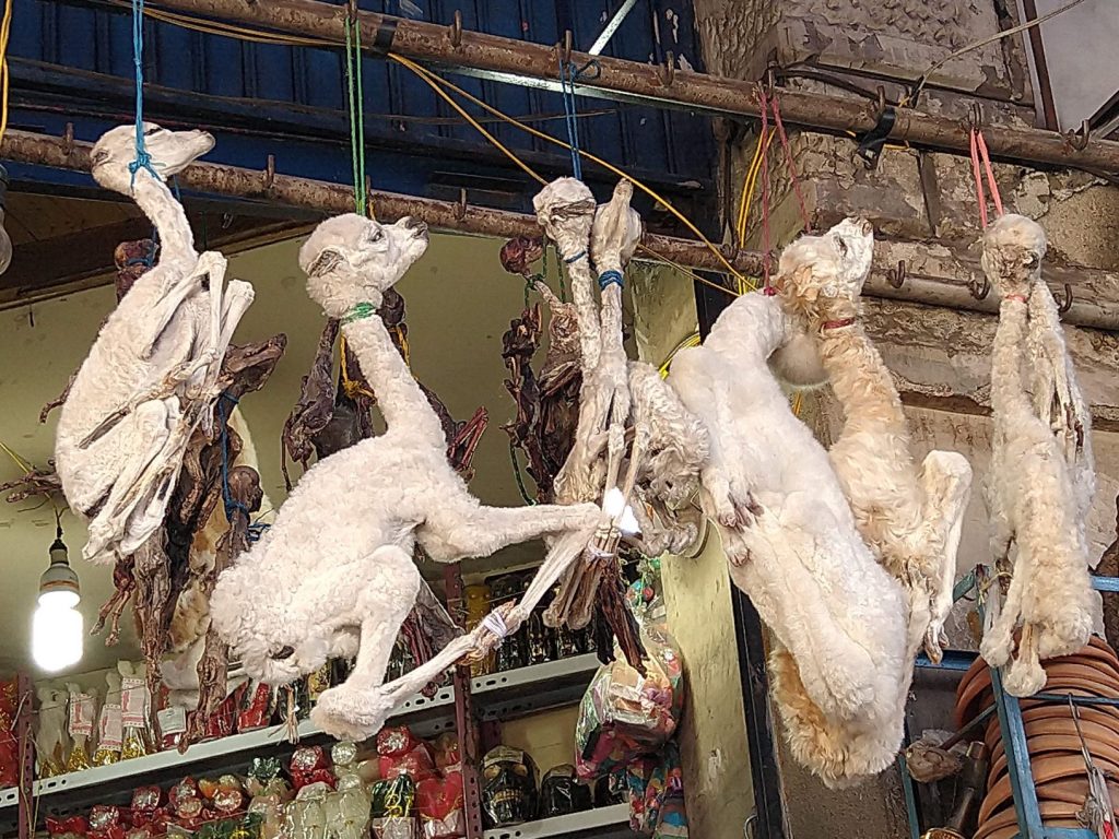 Llama Fetus at The Witches Market