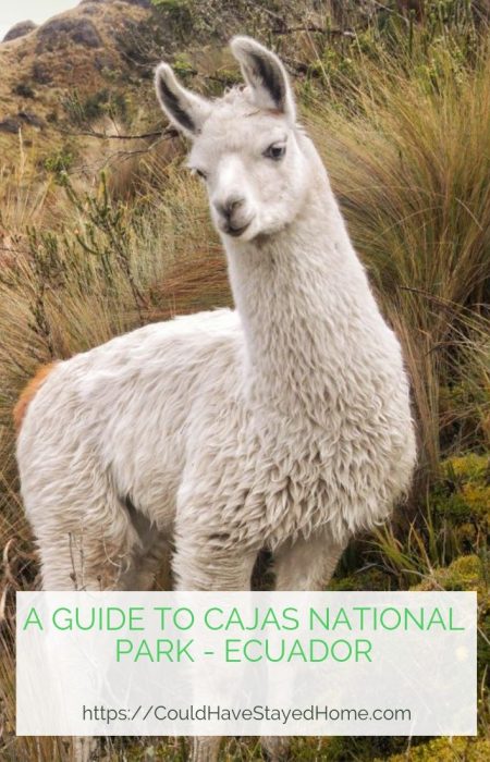 A Guide to Cajas National Parak